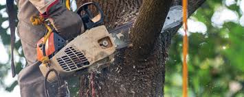 Reliable Searles Valley, CA Tree Care Solutions