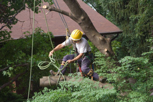 Best Tree Health Inspection  in Searles Valley, CA