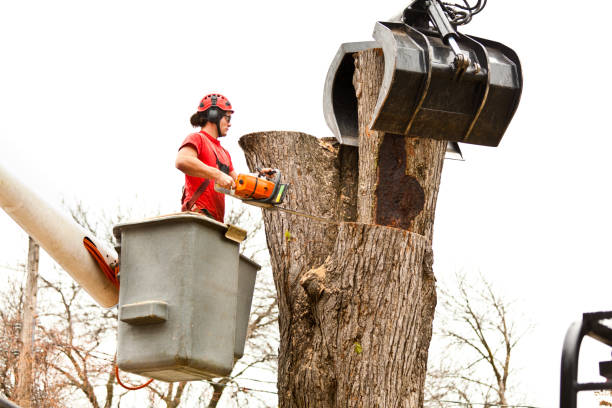 How Our Tree Care Process Works  in  Searles Valley, CA